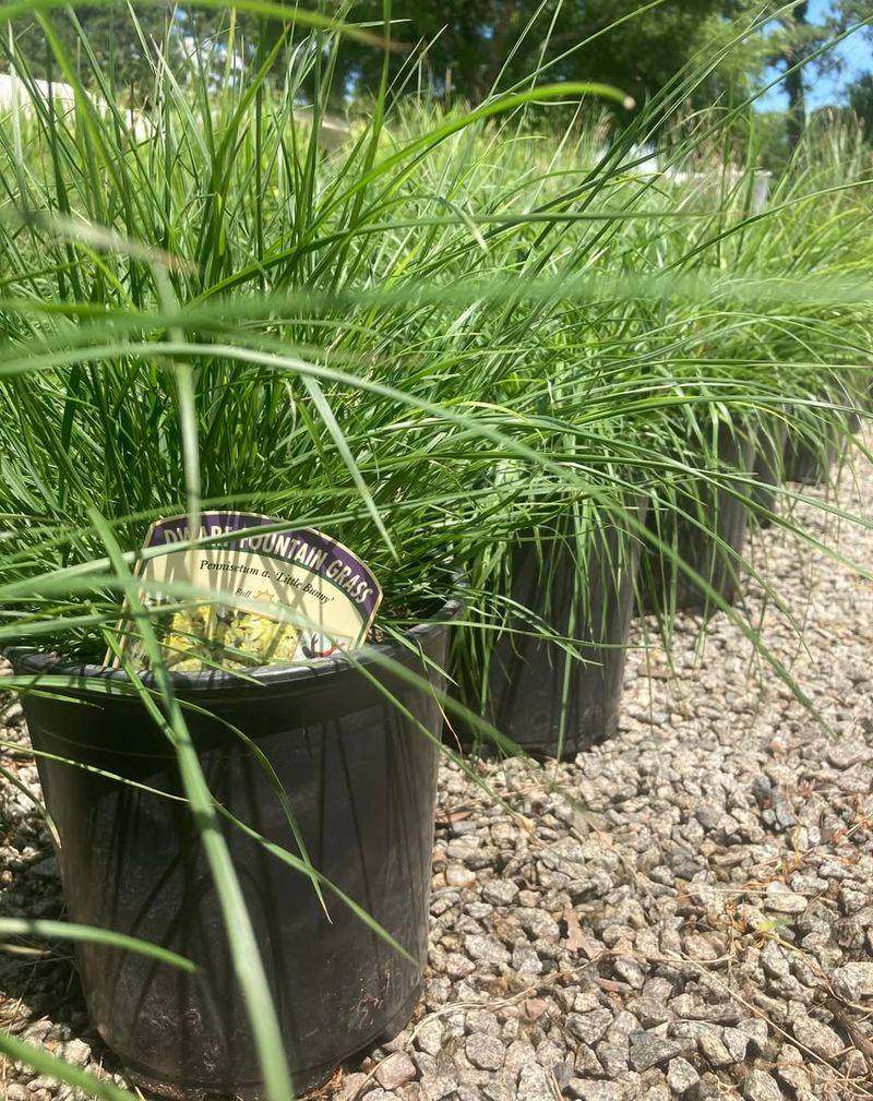 Little Bunny Dwarf Fountain Grass