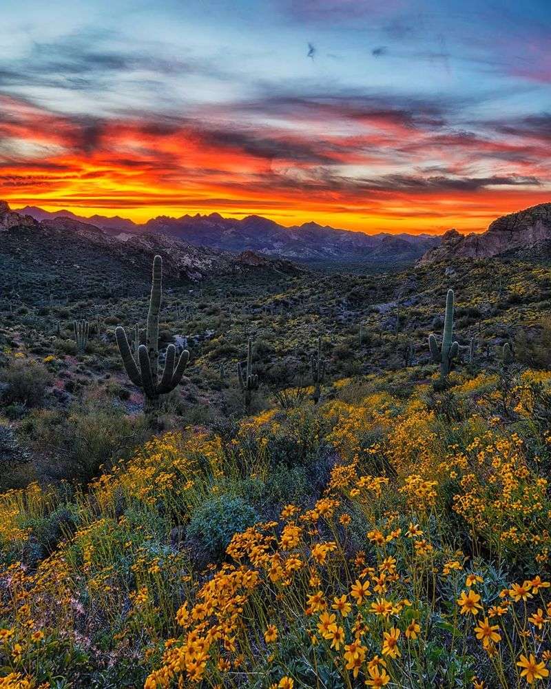 Brittlebush