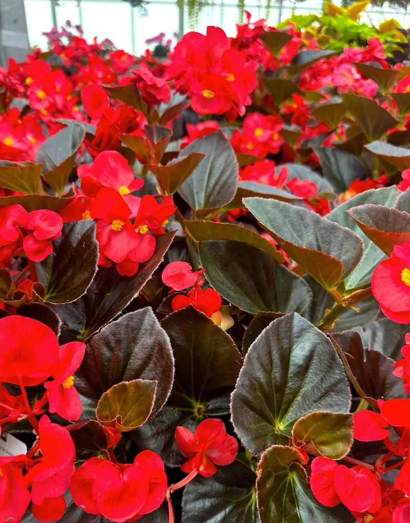 Begonias