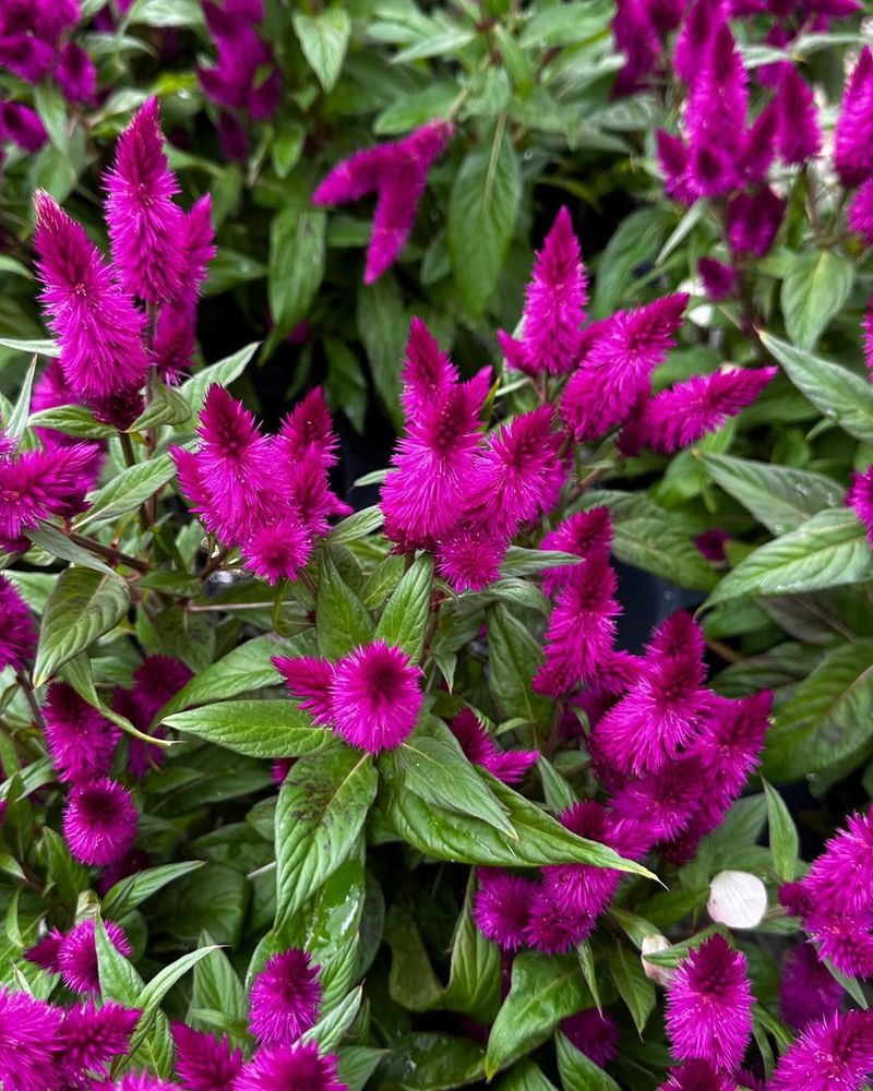 Celosia