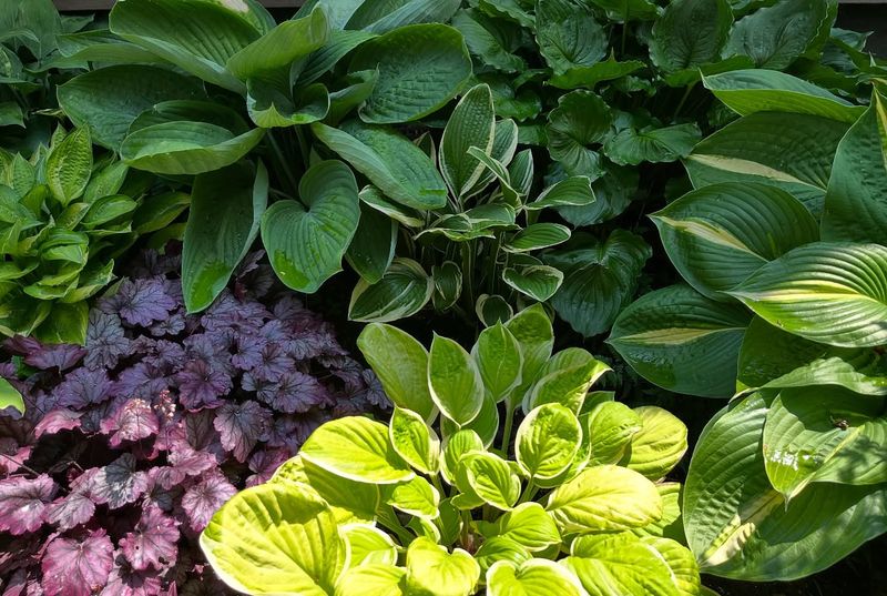 Hostas