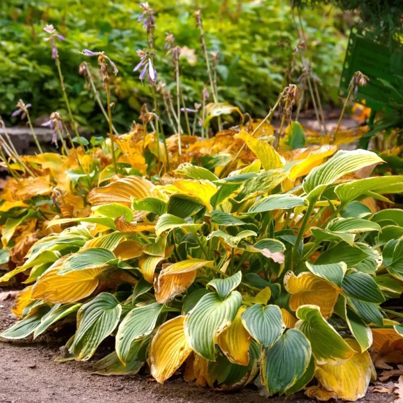 Hostas With Damaged Or Yellowing Leaves