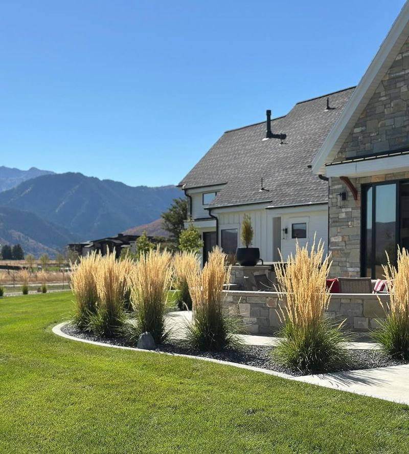 Ornamental Grasses
