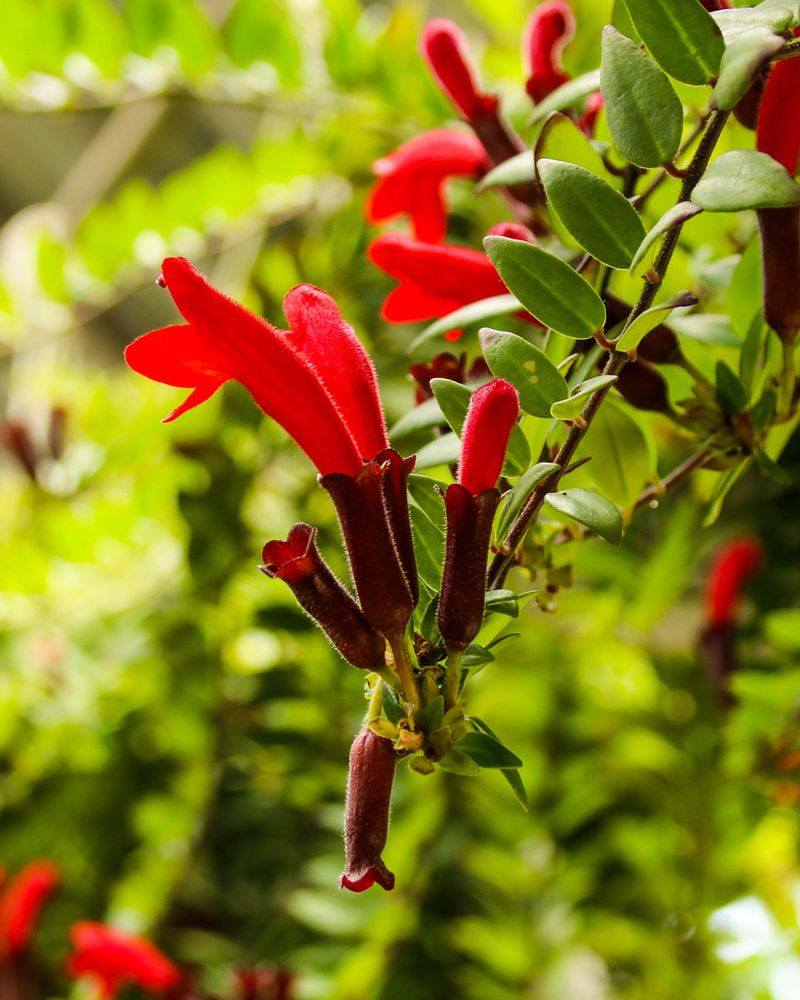 Lipstick Plant