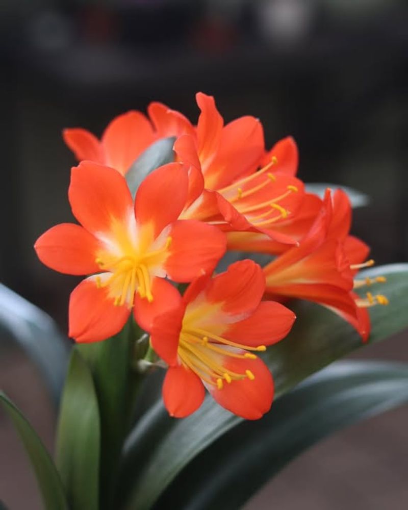 Clivia Miniata 'Kaffir Lily'
