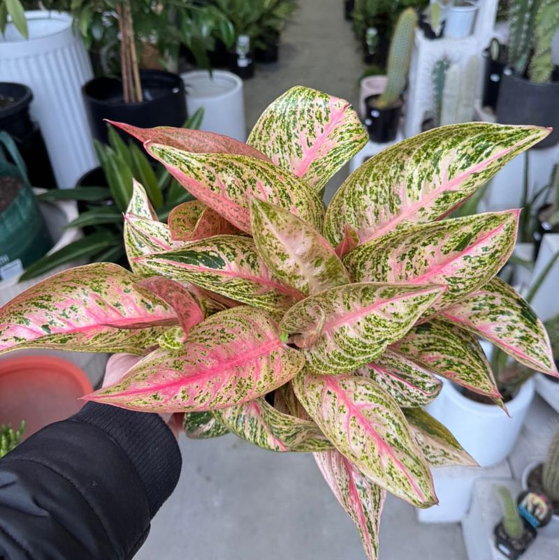 Aglaonema