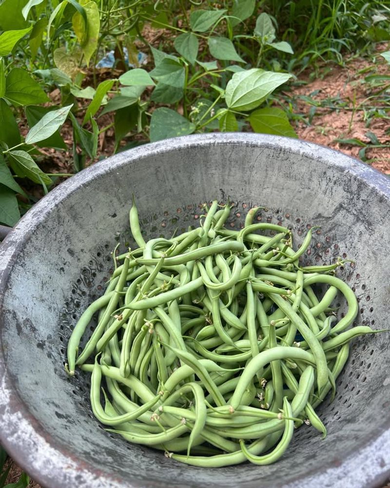 Green Beans