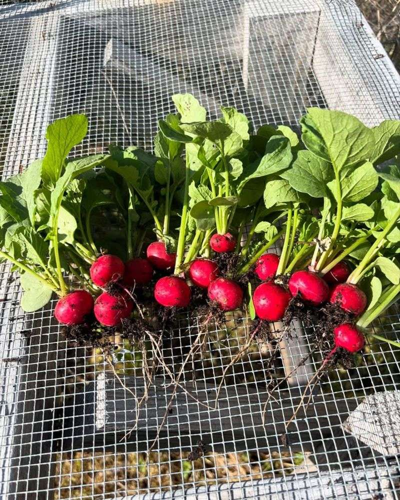 Radishes