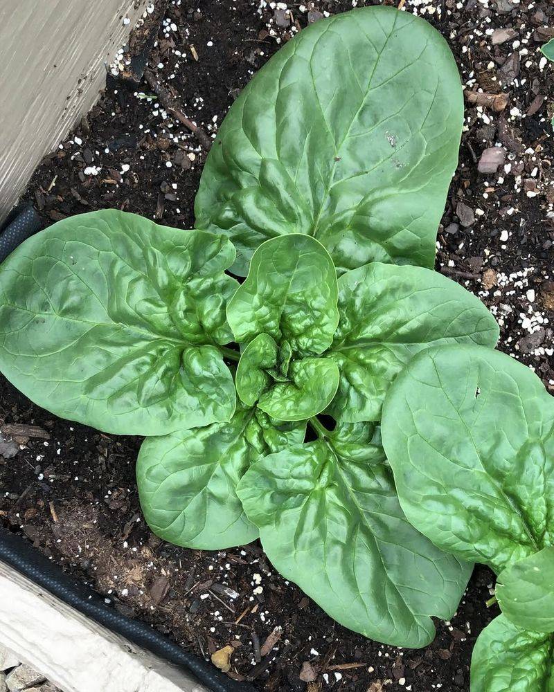 Spinach - Nutrient-Packed Powerhouse