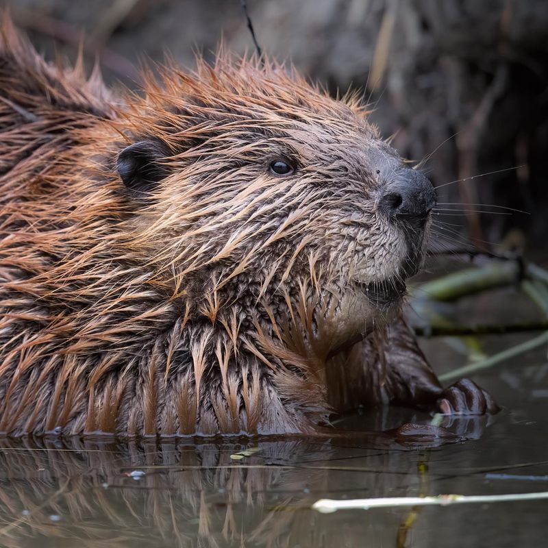 Beavers
