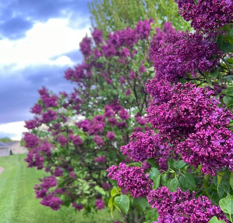 Lilac Bushes