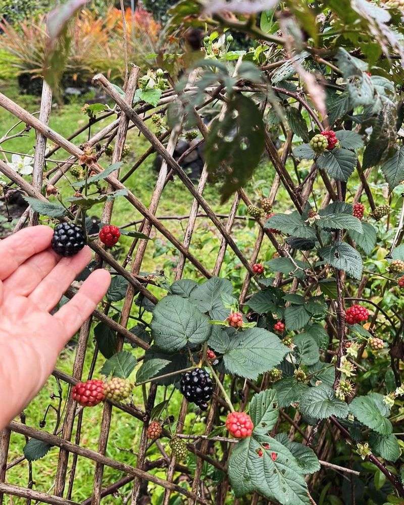 Blackberry Bushes