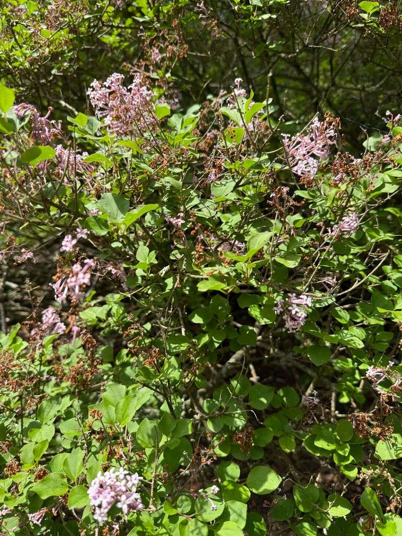 Overgrown Lilacs Losing Their Shape