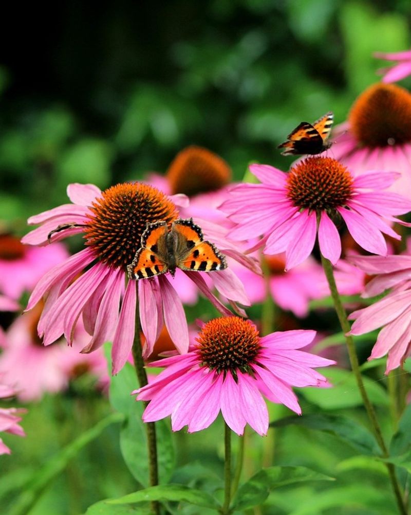Summer-Flowering Perennials