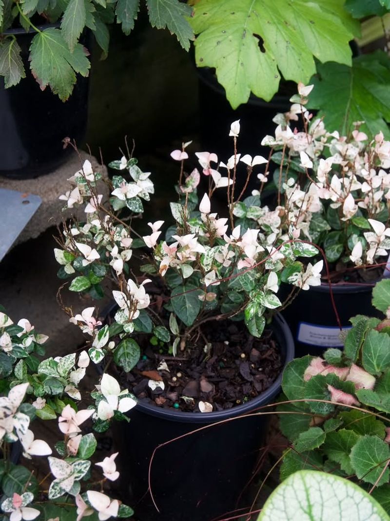 Asiatic Jasmine