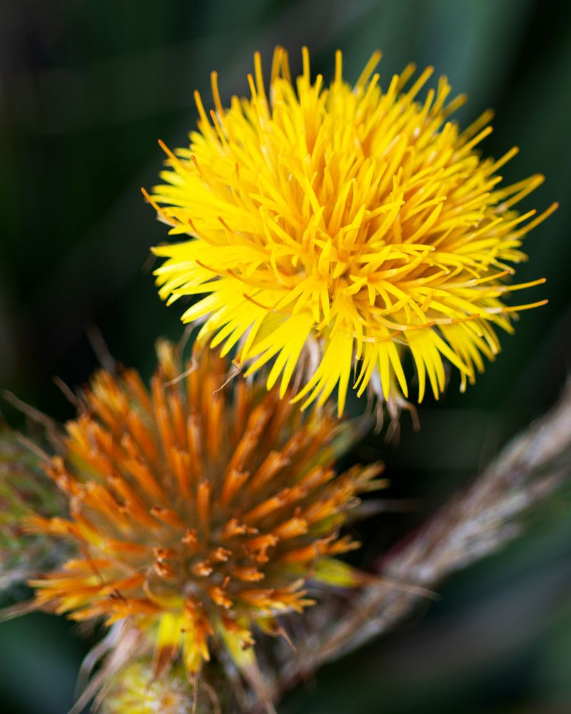 Yellow Starthistle