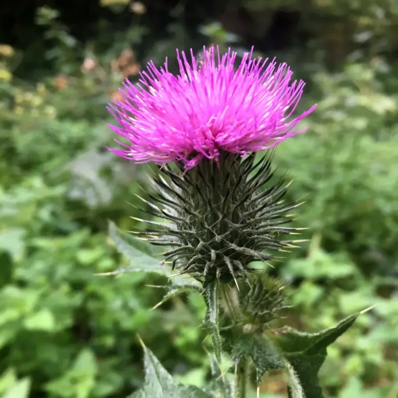 Scotch Thistle
