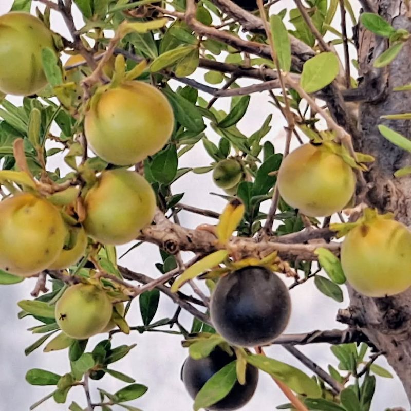 Fruit-Bearing Trees