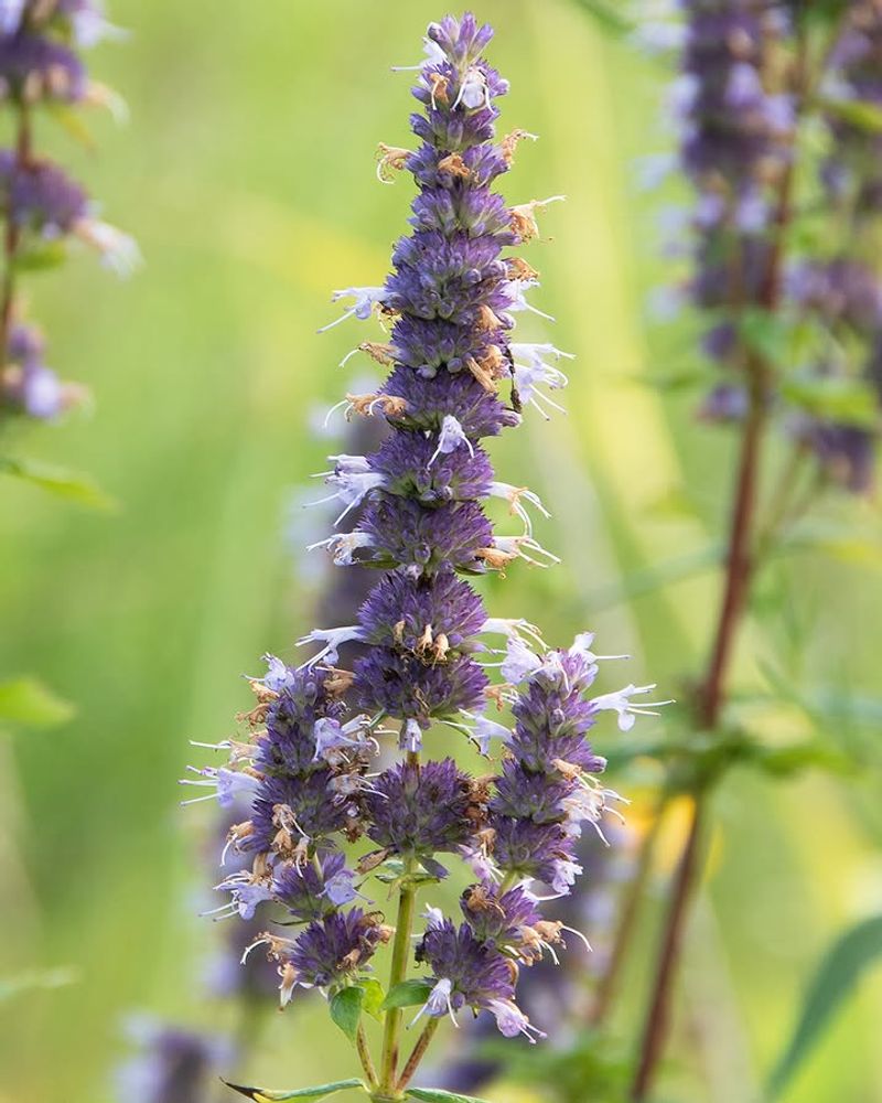 Strategic Planting Creates Spider-Free Zones