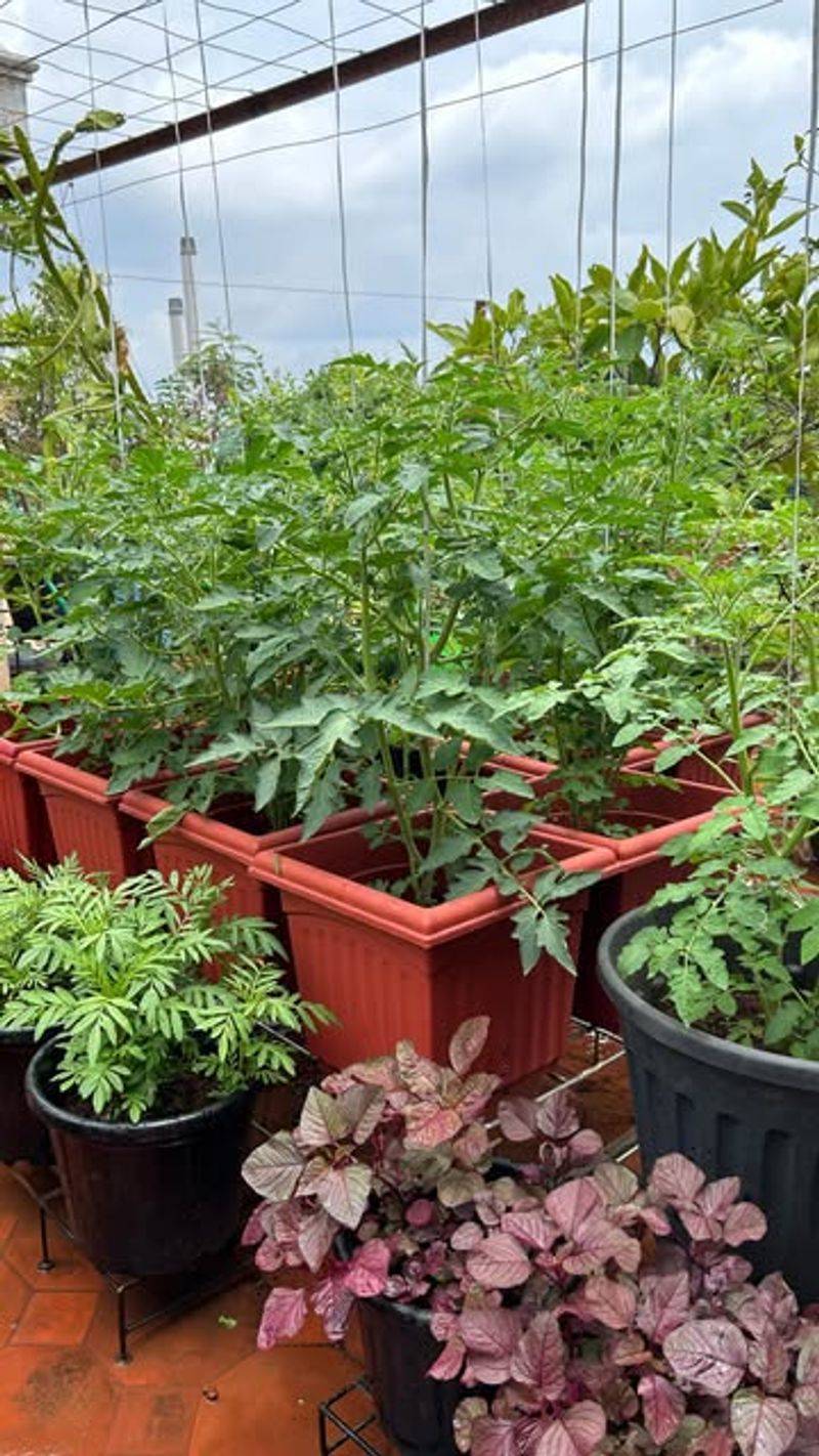 Creates Perfect Tomato Growing Conditions