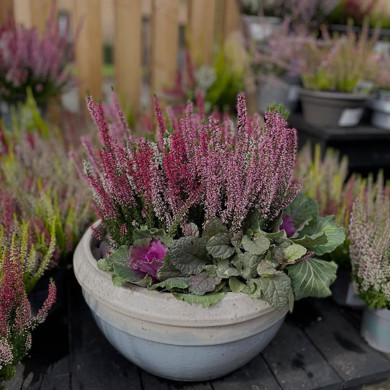 Grows Well In Containers And Small Spaces