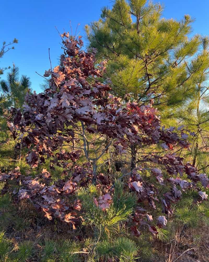 Oak Leaves Slow Decomposition