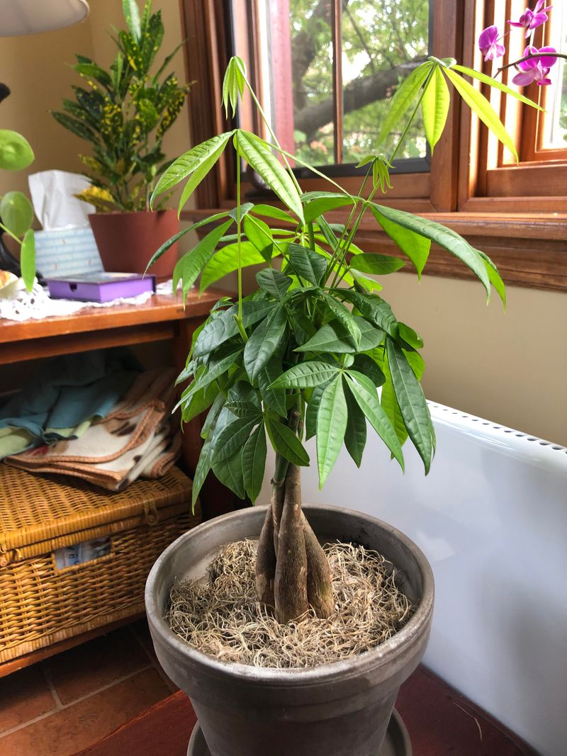 Low-Maintenance Care Requirements