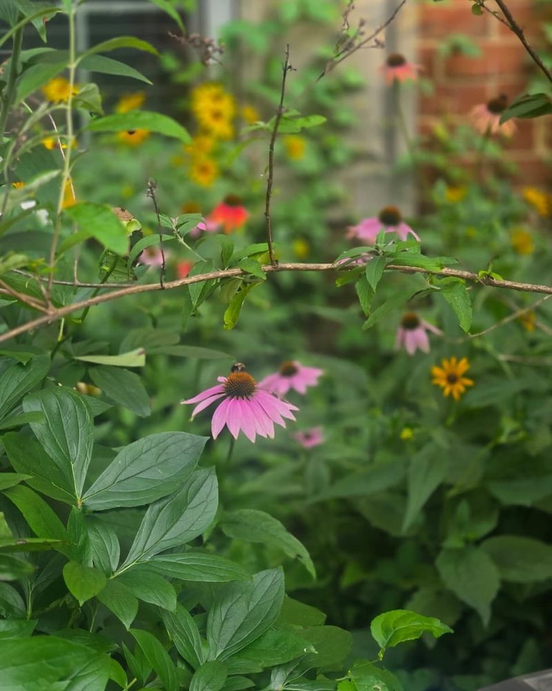Native Plant Advantage Means Perfect Timing