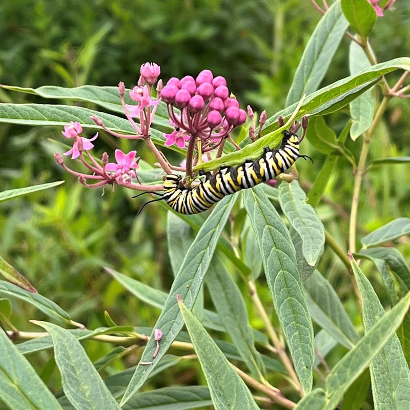 Native Plant Thrives in Local Climate