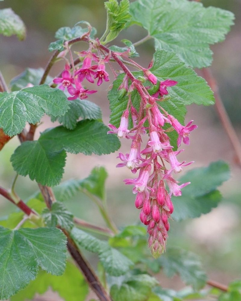 Berries Feed Birds Through Summer