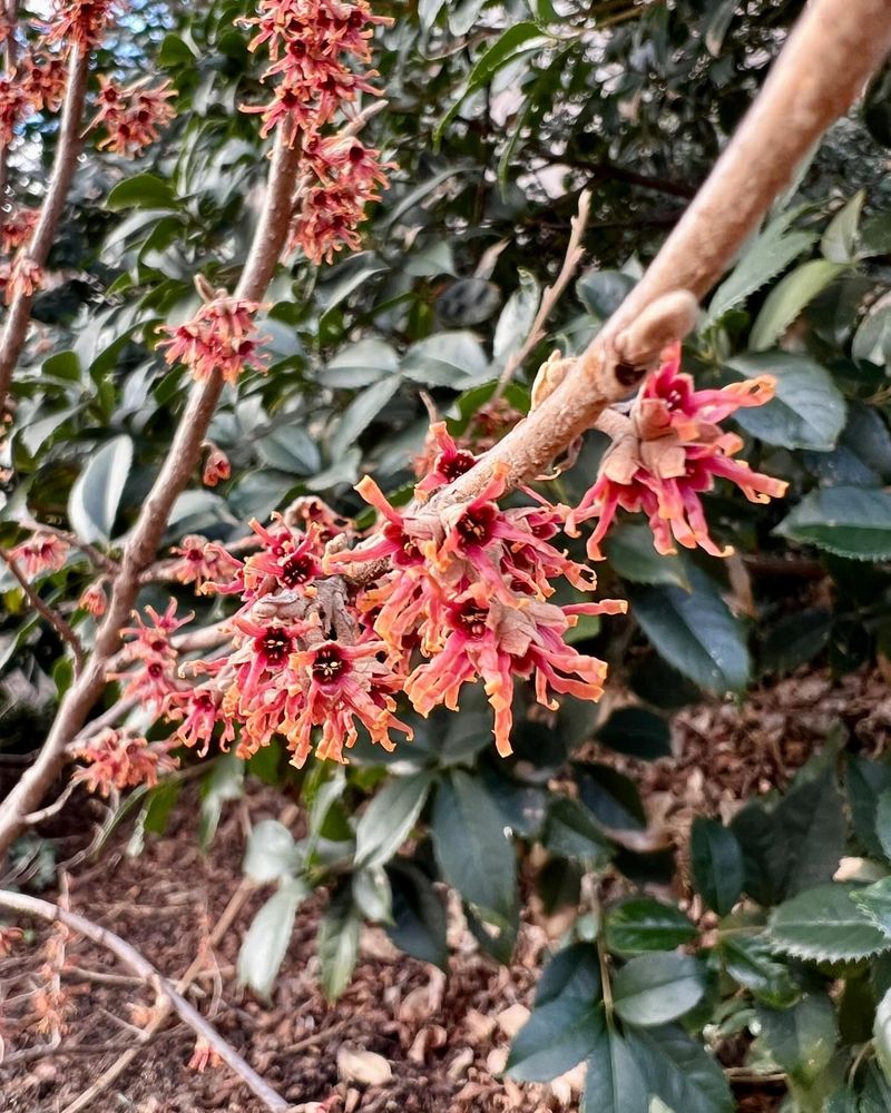 Native-Friendly and Adaptable