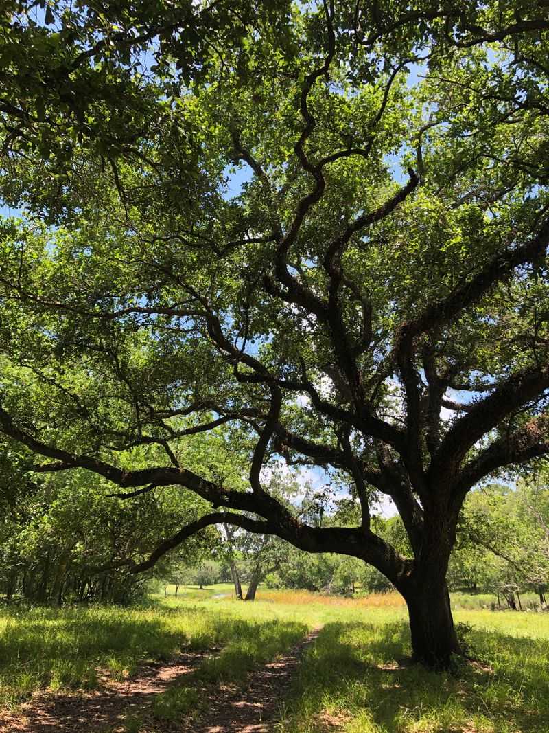 Oak Trees Storing Energy for Years