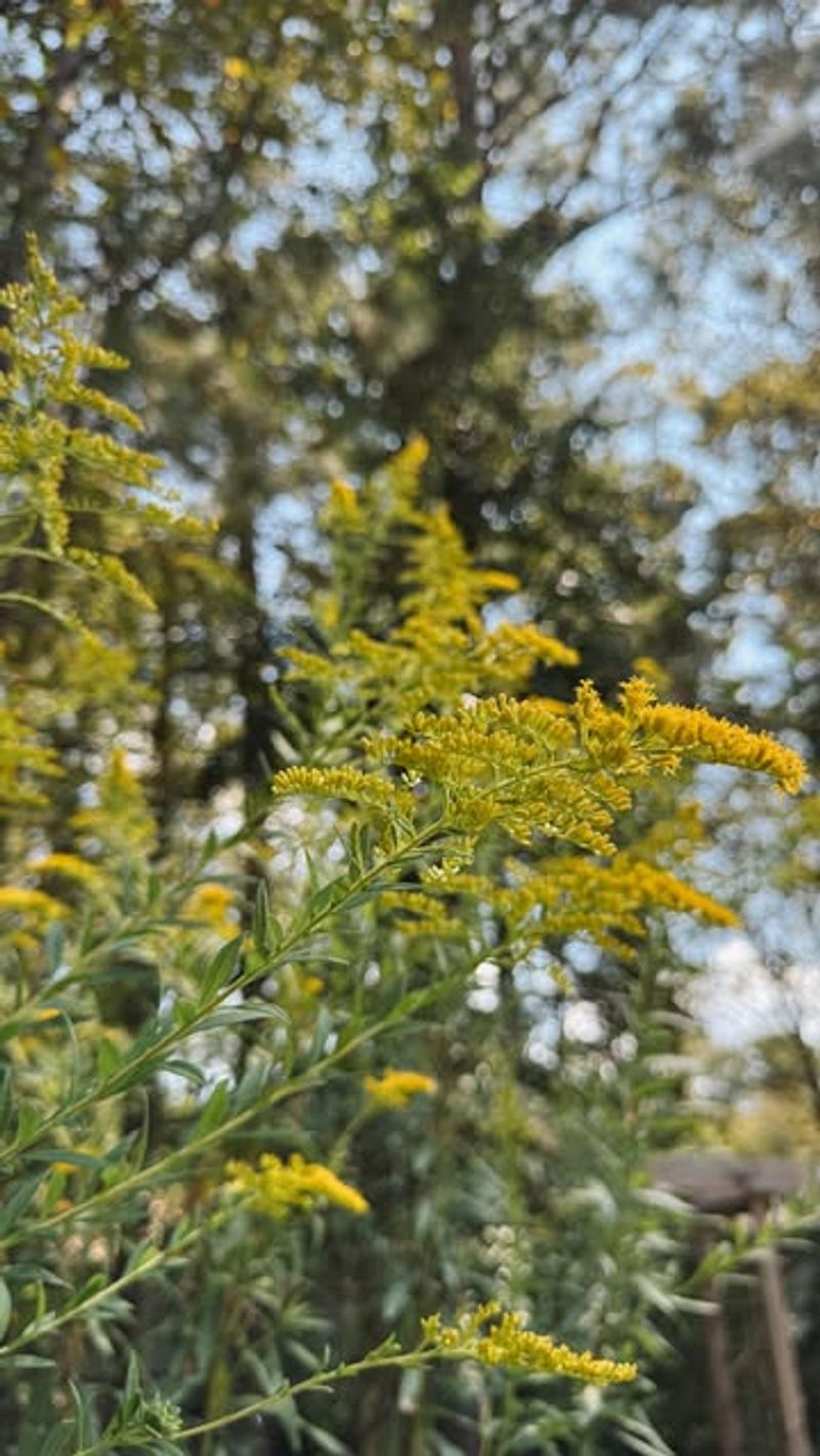 Doesn't Cause Seasonal Allergies