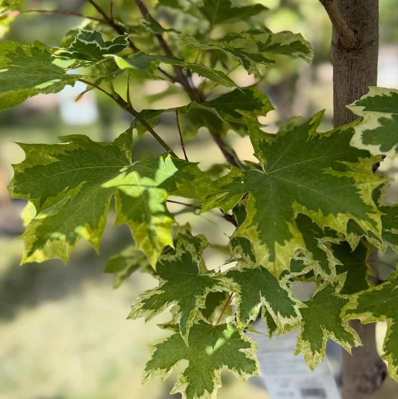 Norway Maple