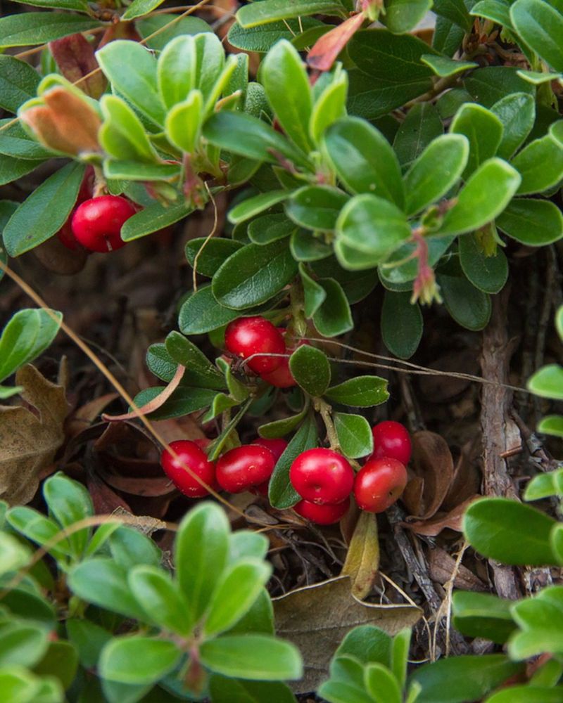 Bearberry (Arctostaphylos uva-ursi)