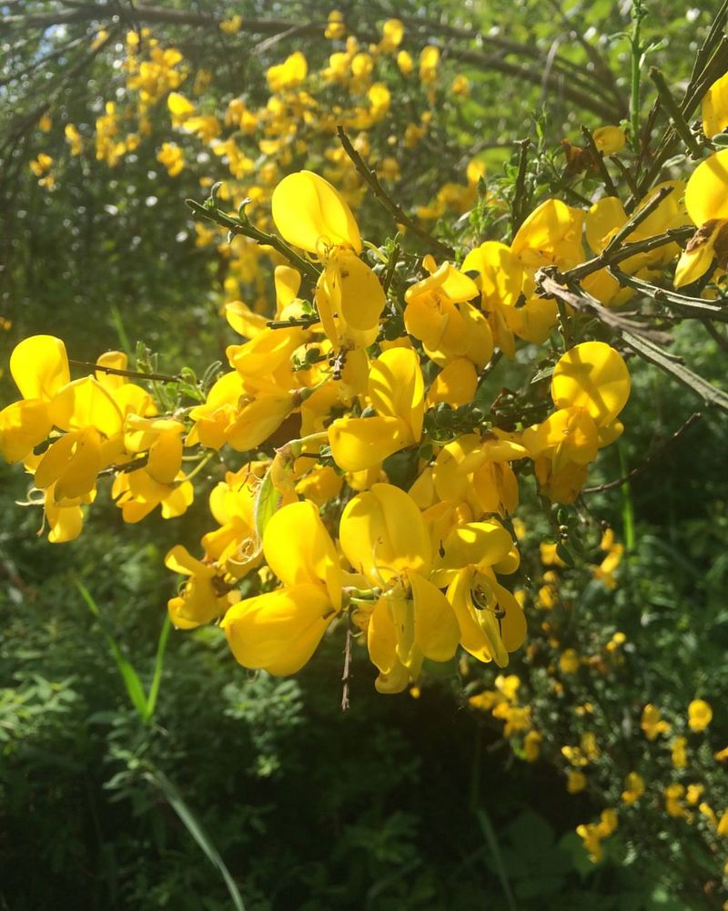 Scotch Broom