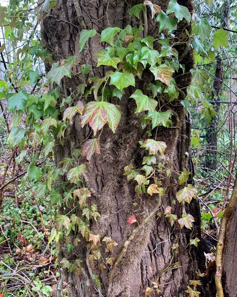 Non-Native Invasive Plants