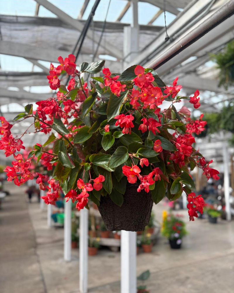 Dragon Wing Begonia
