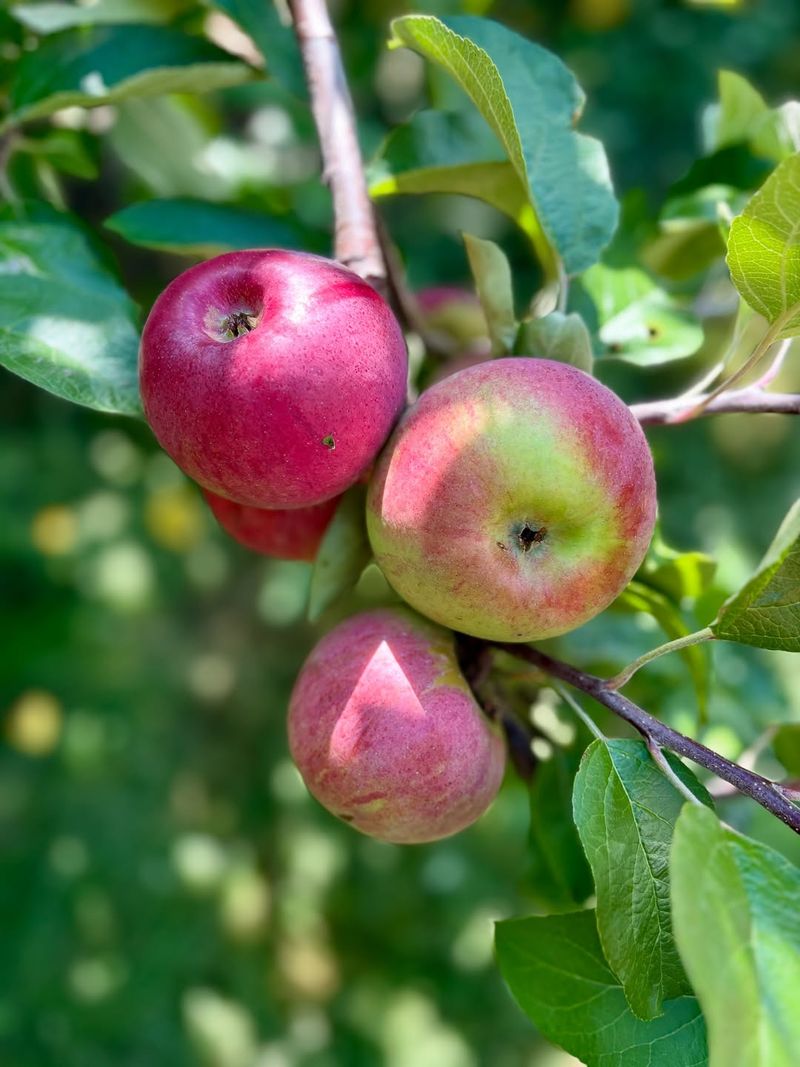 Apples
