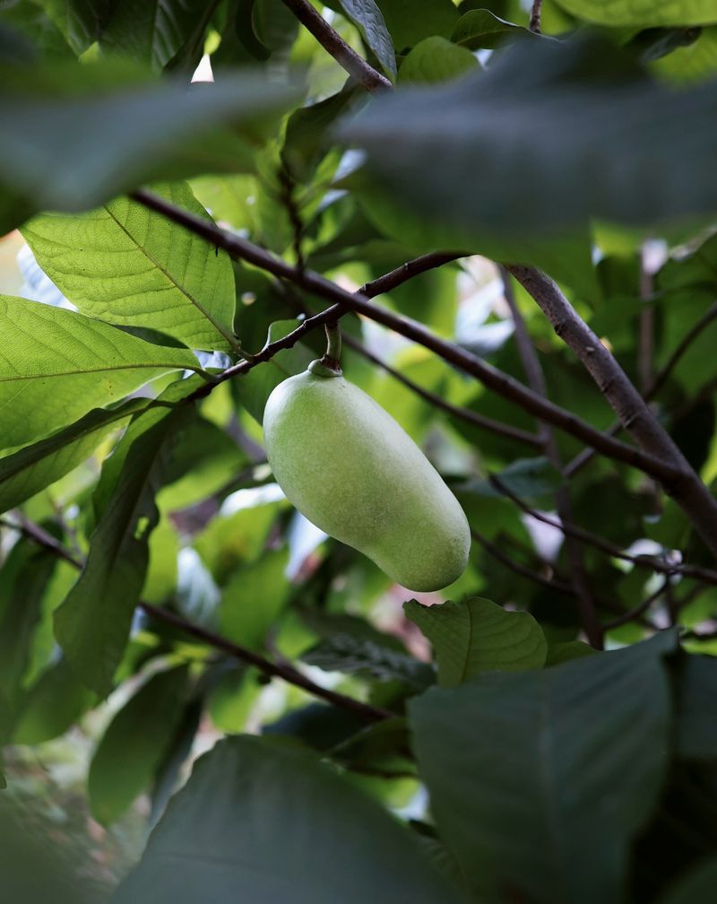 Pawpaws