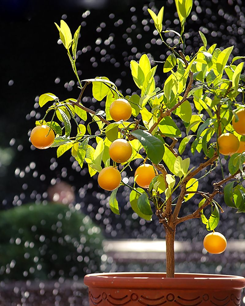 Citrus Starter Kit