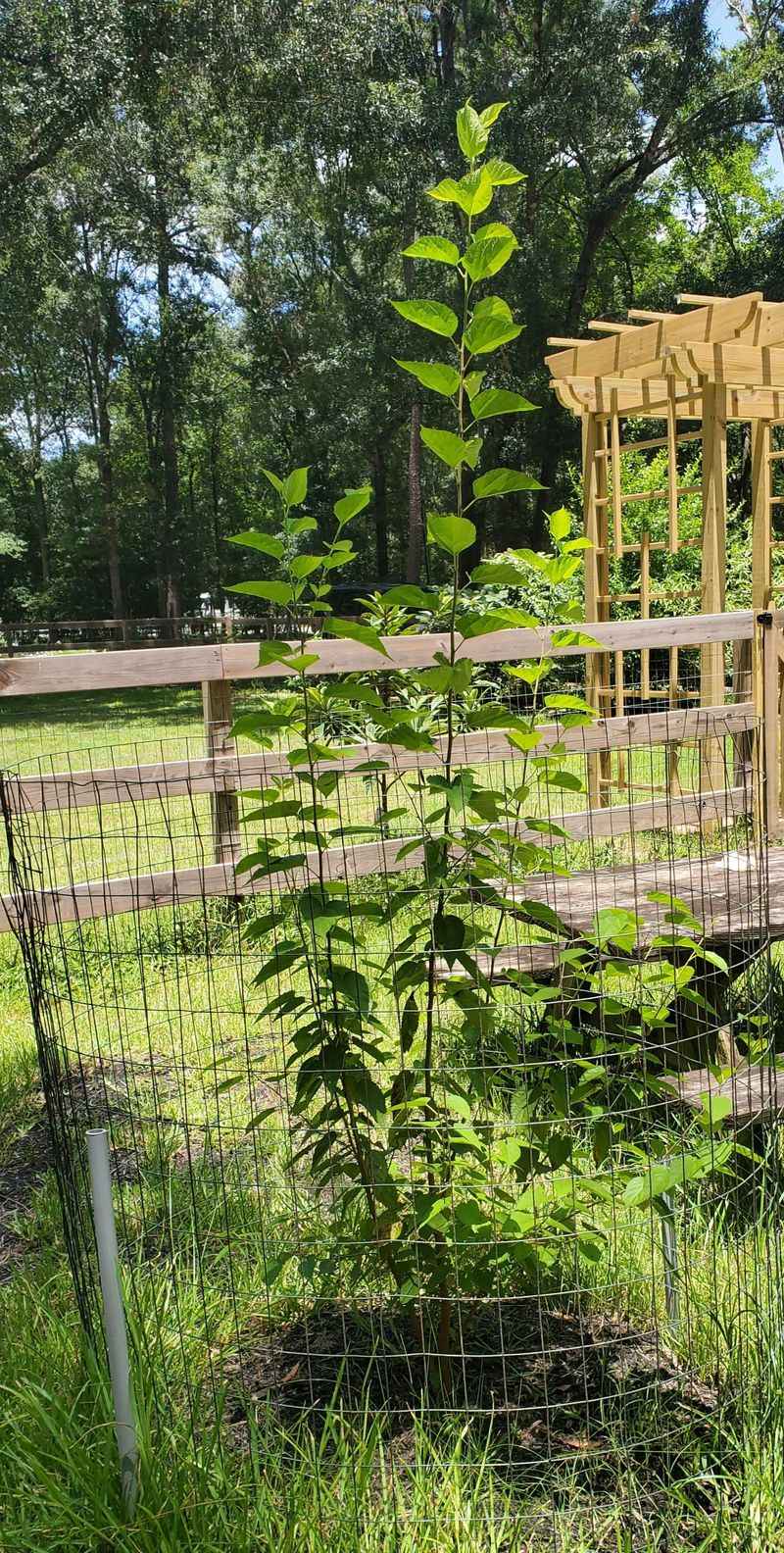 Pruning Needs Often Underestimated
