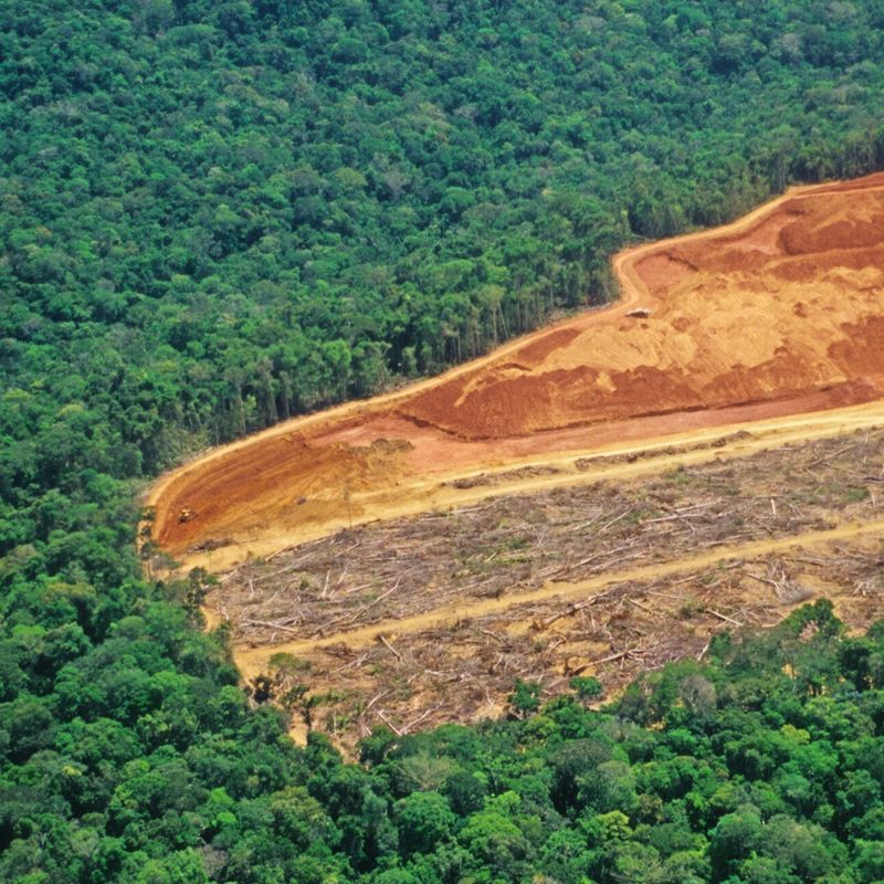 Loss Of Natural Habitats