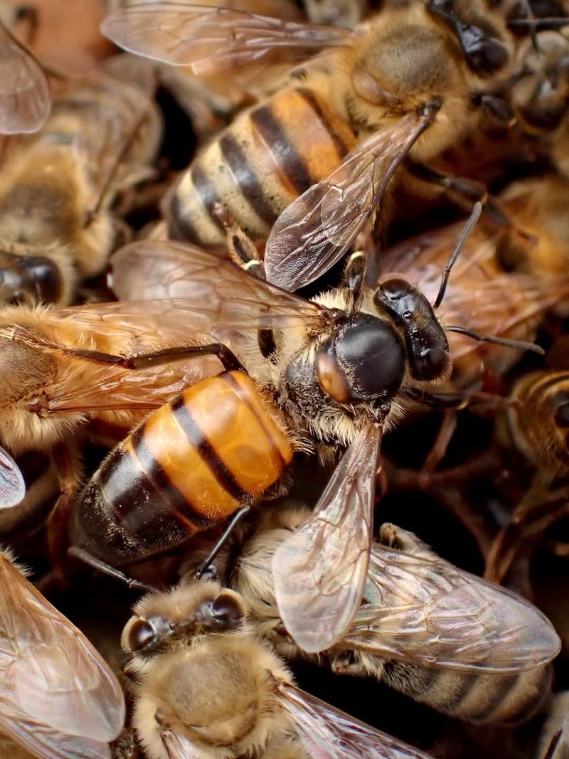 Habitat Loss And Urban Development