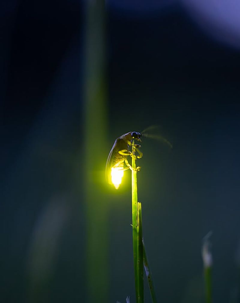 Climate Change Alters Their Environment