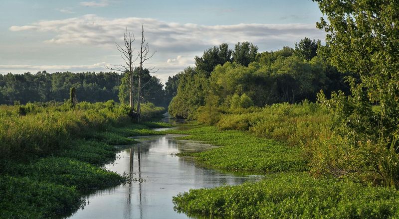 Loss Of Wetlands And Moist Areas