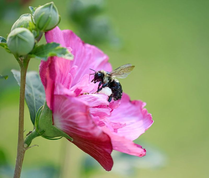 Loss of Native Wildflowers