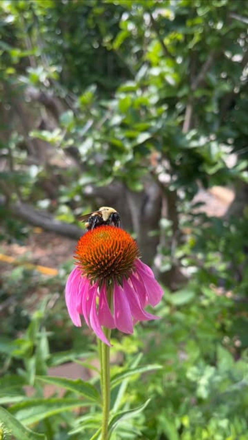 Lack of Native Flowering Plants