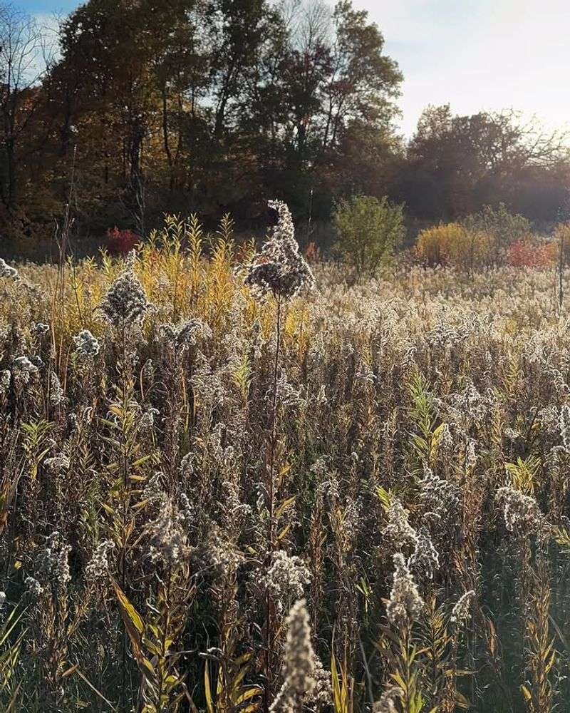 Loss Of Wildflower Habitats