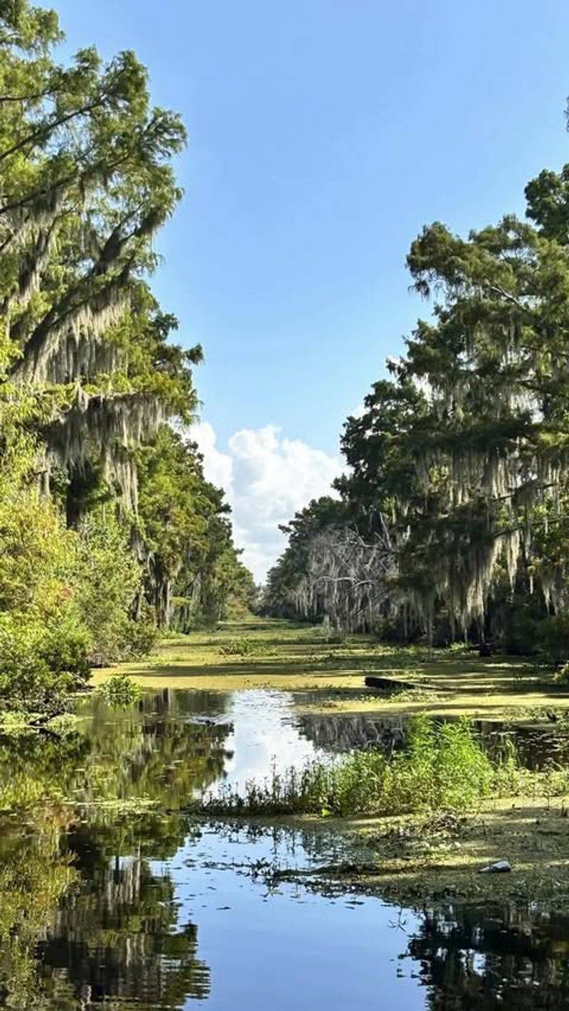 Wetland Loss Destroys Their Homes